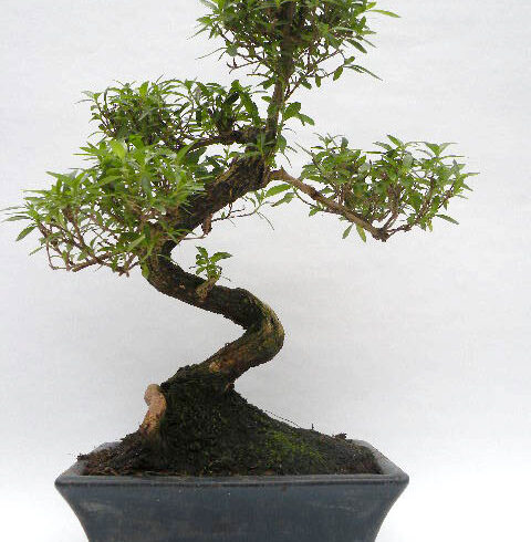 Ook zo begonnen met bonsai?