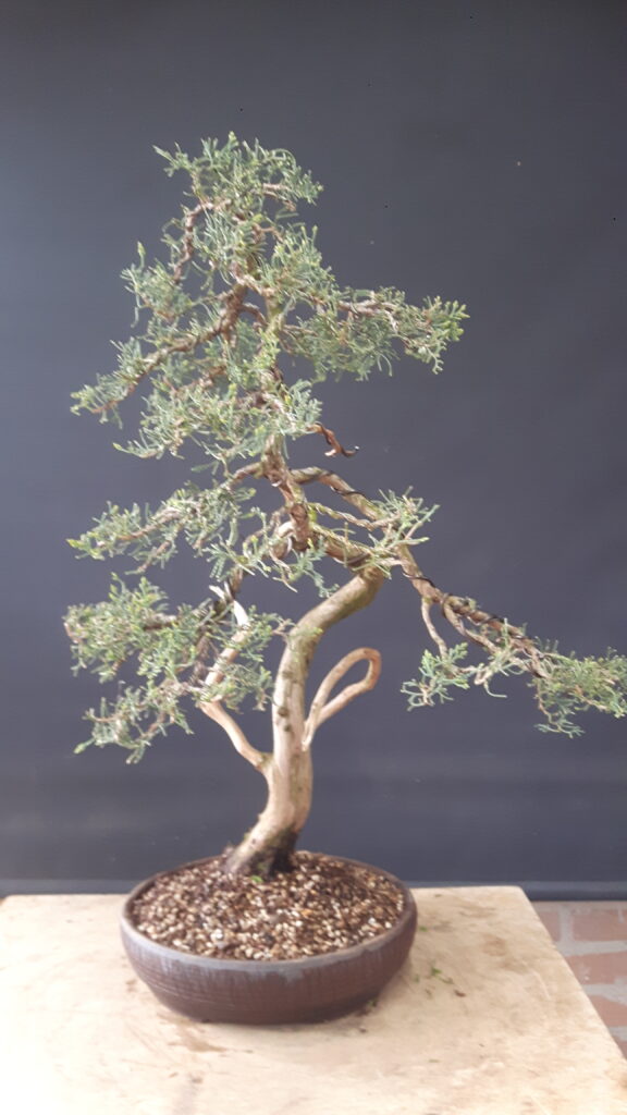 In 2018 is de juniperus verpot in een mooie ronde schaal.