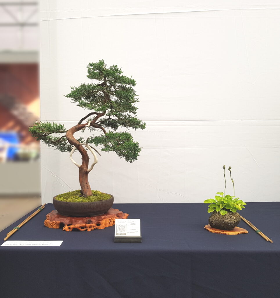 Opstelling van de Juniperus op de show van Bonsai van het Westen 2022.