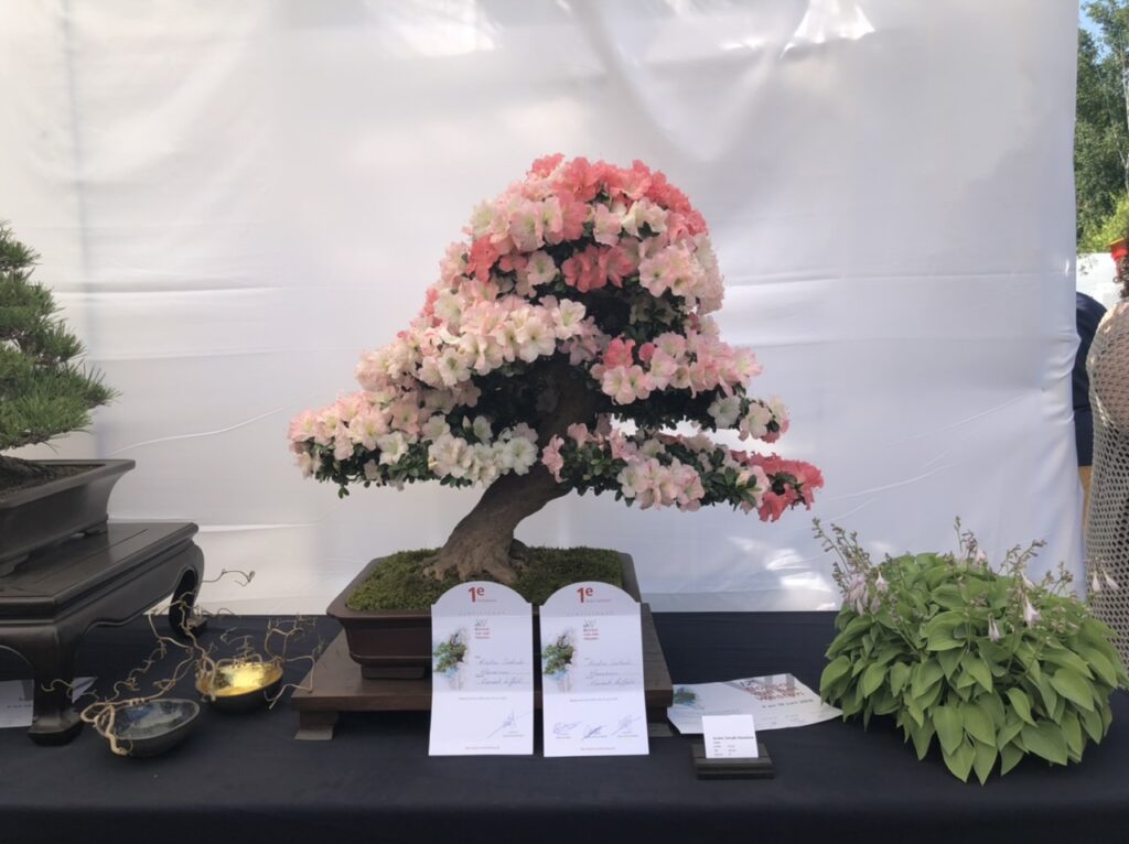 Dubbel succes voor de Satsuki Azalea van Vincent tijdens Bonsai van het Westen 2018