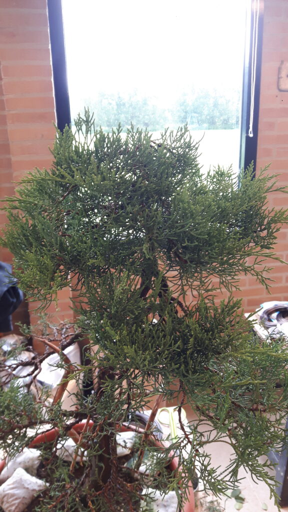 In Augustus 2017 had de juniperus veel groei laten zien.
